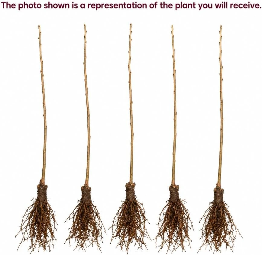 Black Cherry Bare Root Trees – Live Plant – 5 Pack, 1-2 ft Tall – Outdoor Fruit - Image 4