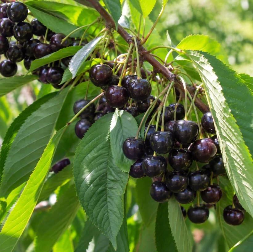 Black Cherry Bare Root Trees – Live Plant – 5 Pack, 1-2 ft Tall – Outdoor Fruit - Image 7