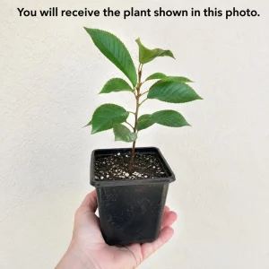 Black Cherry Live Plant - Sweet Fruit Tree - 6-12 Inch Tall - Quart Pot - Image 2