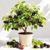 Black Cherry Live Plant - Sweet Fruit Tree - 6-12 Inch Tall - Quart Pot - Image 1