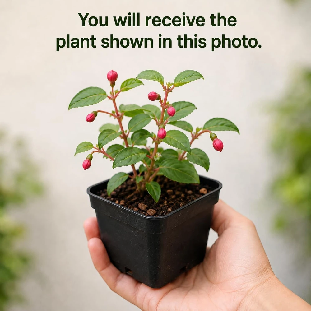 Black Fuchsia Live Plant - 4-6 inch Tall, 5 Inch Pot, Unique Dark Blooms - Image 2
