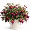 Black Fuchsia Live Plant - 4-6 inch Tall, 5 Inch Pot, Unique Dark Blooms - Image 1