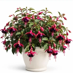 Black Fuchsia Live Plant - 4-6 inch Tall, 5 Inch Pot, Unique Dark Blooms - Image 1