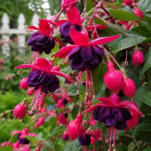 Black Fuchsia Live Plant, 4-6 inch Tall, 5 Inch Pot - Indoor/Outdoor - Image 5