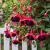 Black Fuchsia Live Plant, 4-6 inch Tall, 5 Inch Pot - Indoor/Outdoor - Image 1