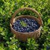 Black Huckleberry Plants Live - Set of 2, 4-7 Inch Tall, 4 Inch Pot Outdoor Garden - Image 1