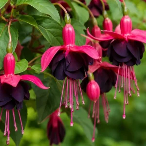 Black-Pink Fuchsia Live Plant, 4-6 inch Tall, 5 Inch Pot, Indoor/Outdoor - Image 3