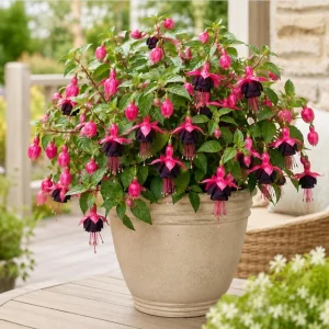 Black-Pink Fuchsia Live Plant, 4-6 inch Tall, 5 Inch Pot, Indoor/Outdoor - Image 4
