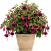 Black-Pink Fuchsia Live Plant, 4-6 inch Tall, 5 Inch Pot, Indoor/Outdoor - Image 1