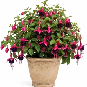 Black-Pink Fuchsia Live Plant, 4-6 inch Tall, 5 Inch Pot, Indoor/Outdoor - Image 1