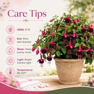 Black-Pink Fuchsia Plant - Live Fuchsia Tree for Home Garden, 4-6 inch Tall, 5 Inch Pot - Image 4