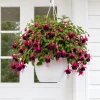 Black-Pink Fuchsia Plant - Live Fuchsia Tree for Home Garden, 4-6 inch Tall, 5 Inch Pot - Image 1