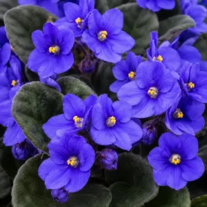 Blue African Violet Live Plant - 3-5 Inches Tall, 4 Inch Pot, Indoor - Image 2