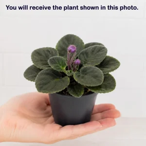 Blue African Violet Live Plant - 3-5 Inches Tall, 4 Inch Pot, Indoor - Image 3