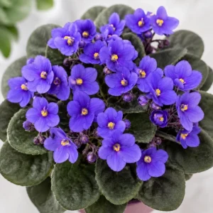 Blue African Violet Live Plant - 3-5 Inches Tall, 4 Inch Pot, Indoor - Image 5