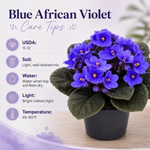 Blue African Violet Live Plant - 3-5 Inches Tall, 4 Inch Pot, Indoor - Image 6