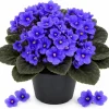 Blue African Violet Live Plant - 3-5 Inches Tall, 4 Inch Pot, Indoor - Image 1