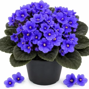 Blue African Violet Live Plant - 3-5 Inches Tall, 4 Inch Pot, Indoor - Image 1