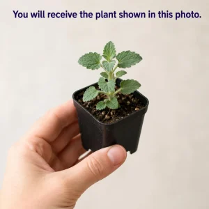 Blue Catmint Live Plant - Fragrant Perennial Herb, 2-4 Inch Tall - Image 2