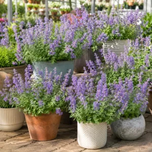 Blue Catmint Live Plant - Fragrant Perennial Herb, 2-4 Inch Tall - Image 4