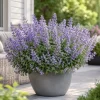 Blue Catmint Live Plant - Fragrant Perennial Herb, 2-4 Inch Tall - Image 1