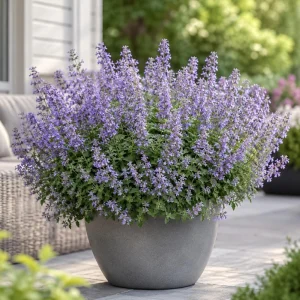 Blue Catmint Live Plant - Fragrant Perennial Herb, 2-4 Inch Tall - Image 1