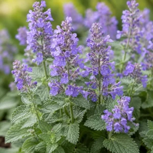 Blue Catmint Live Plant - Fragrant Perennial Herb, 2-4 Inch Tall - Image 5