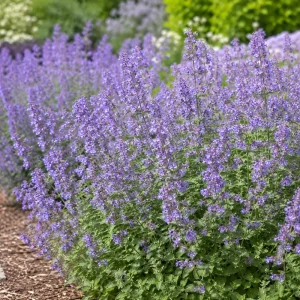 Blue Catmint Live Plant - Fragrant Perennial Herb, 2-4 Inch Tall - Image 8