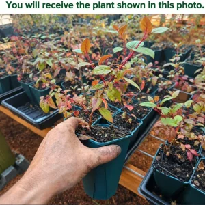 Blue Eyed Fuchsia Live Plant – Pink Blue Flowers, 4-6 inch Tall, 5 Inch Pot - Image 2