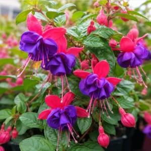 Blue Eyed Fuchsia Live Plant – Pink Blue Flowers, 4-6 inch Tall, 5 Inch Pot - Image 3