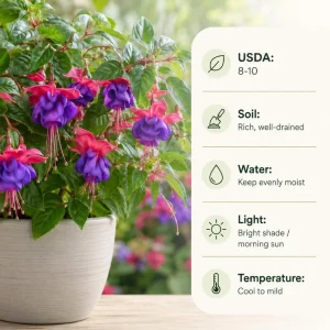 Blue Eyed Fuchsia Live Plant – Pink Blue Flowers, 4-6 inch Tall, 5 Inch Pot - Image 4
