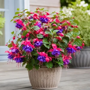 Blue Eyed Fuchsia Live Plant – Pink Blue Flowers, 4-6 inch Tall, 5 Inch Pot - Image 5