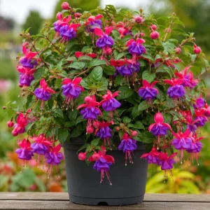 Blue Eyed Fuchsia Live Plant – Pink Blue Flowers, 4-6 inch Tall, 5 Inch Pot - Image 6