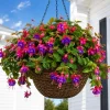 Blue Eyed Fuchsia Live Plant – Pink Blue Flowers, 4-6 inch Tall, 5 Inch Pot - Image 1