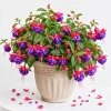 Blue Eyed Fuchsia Live Plant – Pink Blue Flowers, 4-6 inch Tall, 5 Inch Pot - Image 1