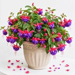 Blue Eyed Fuchsia Live Plant – Pink Blue Flowers, 4-6 inch Tall, 5 Inch Pot - Image 1