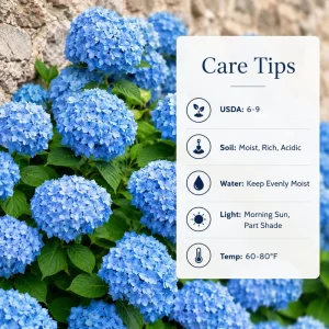 Blue Hydrangea Live Plant - Outdoor Flowering Bush, Perennial, 2.5 Inch Pot - Image 4