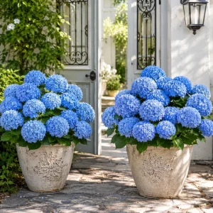 Blue Hydrangea Live Plant - Outdoor Flowering Bush, Perennial, 2.5 Inch Pot - Image 6