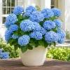 Blue Hydrangea Live Plant - Outdoor Flowering Bush, Perennial, 2.5 Inch Pot - Image 1