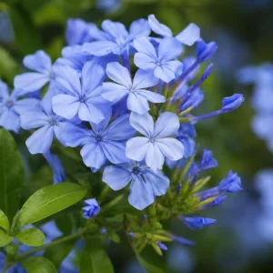Blue Plumbago Live Plant - 2 Plants, 3-5 Inch Tall Flowering Shrub for Garden & Landscape - Image 3
