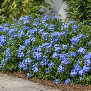 Blue Plumbago Live Plant - 2 Plants, 3-5 Inch Tall Flowering Shrub for Garden & Landscape - Image 4