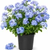 Blue Plumbago Live Plant - 2 Plants, 3-5 Inch Tall Flowering Shrub for Garden & Landscape - Image 1