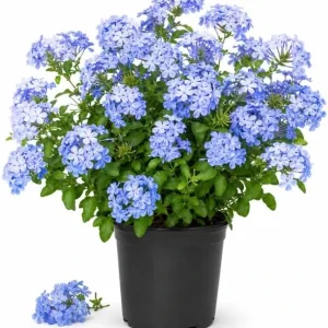 Blue Plumbago Live Plant - 2 Plants, 3-5 Inch Tall Flowering Shrub for Garden & Landscape - Image 1