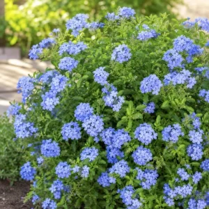 Blue Plumbago Live Plant - 2 Plants, 3-5 Inch Tall Flowering Shrub for Garden & Landscape - Image 5