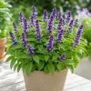 Blue Spice Basil Live Plant - Fragrant Herb, 2-4 Inch Tall, Indoor/Outdoor - Image 1
