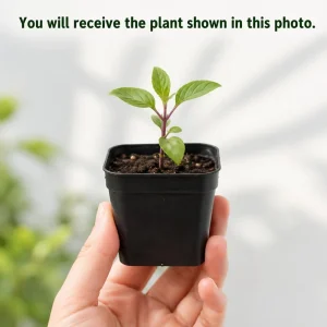 Blue Spice Basil Live Plants, Set of 2, Fragrant Herb, 2-4 Inch Tall - Image 2