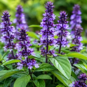 Blue Spice Basil Live Plants, Set of 2, Fragrant Herb, 2-4 Inch Tall - Image 3