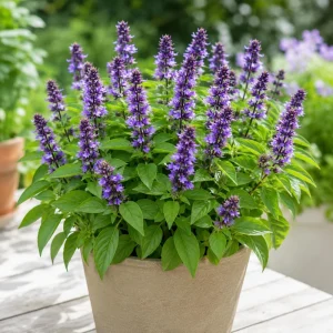 Blue Spice Basil Live Plants, Set of 2, Fragrant Herb, 2-4 Inch Tall - Image 4