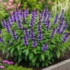 Blue Spice Basil Live Plants, Set of 2, Fragrant Herb, 2-4 Inch Tall - Image 1