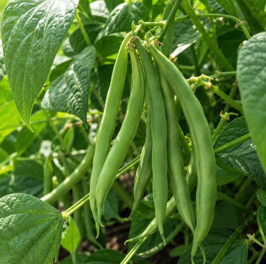 Bush Bean Live Plant – Green Bean Plants for Patio & Garden – 2-Pack, 4 Inch Pot, 3-6 Inches Tall - Image 4